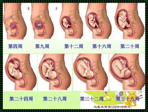 胎儿38周和39周出生的区别：生命早期的微妙差异