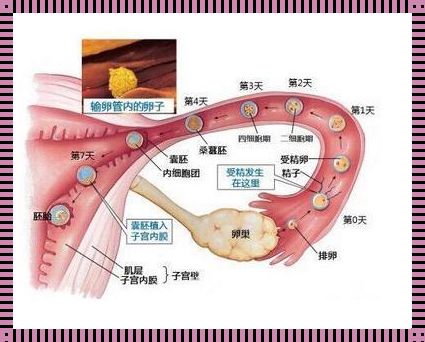 怀孕多久着床成功到子宫：揭开生命奇迹的神秘面纱