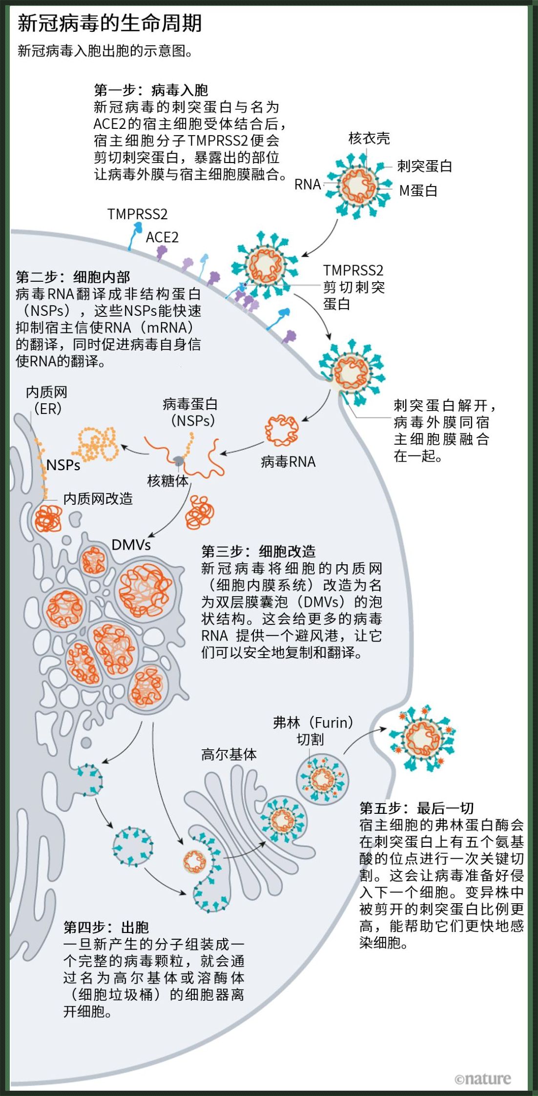 巨细胞病毒是哪儿来的：震惊的真相揭秘