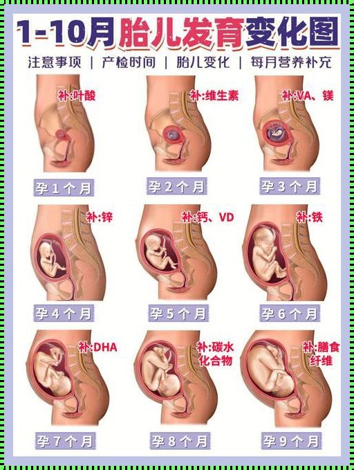 怀孕了几天肚子会变大：孕妇体型变化的奥秘与新品上市的惊喜