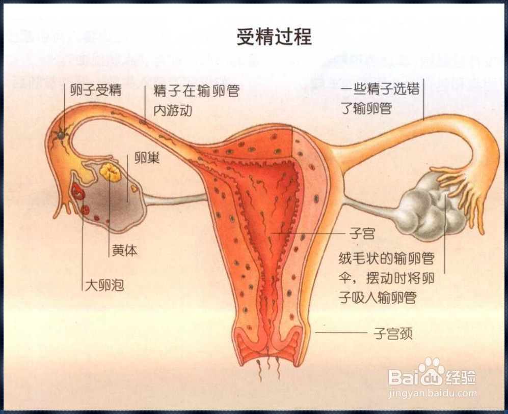 女生第一次会怀孕么：震惊的真相与深刻洞察