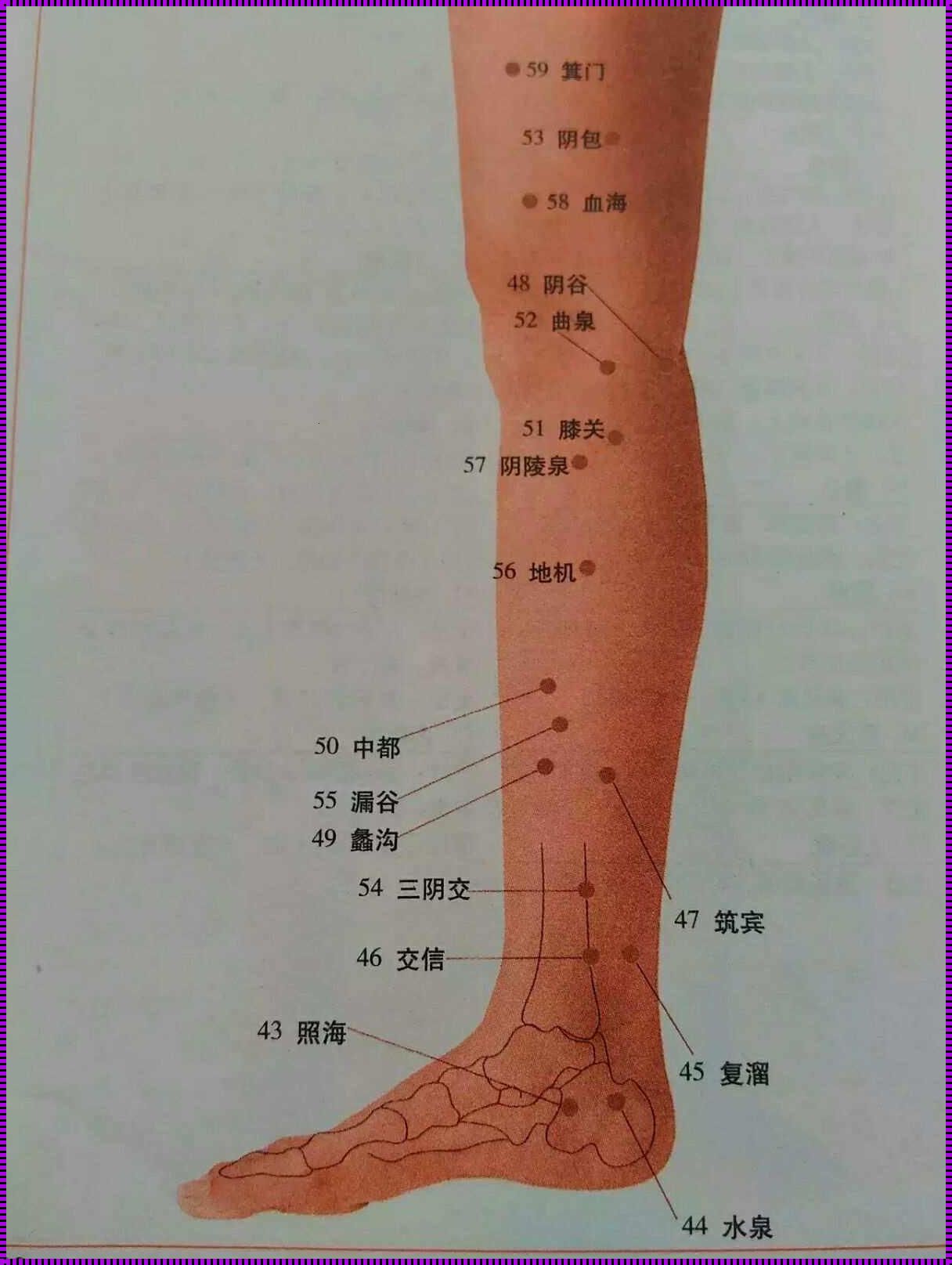 人体腿部的经络图：揭秘经络的奥秘与人体健康的深层联系