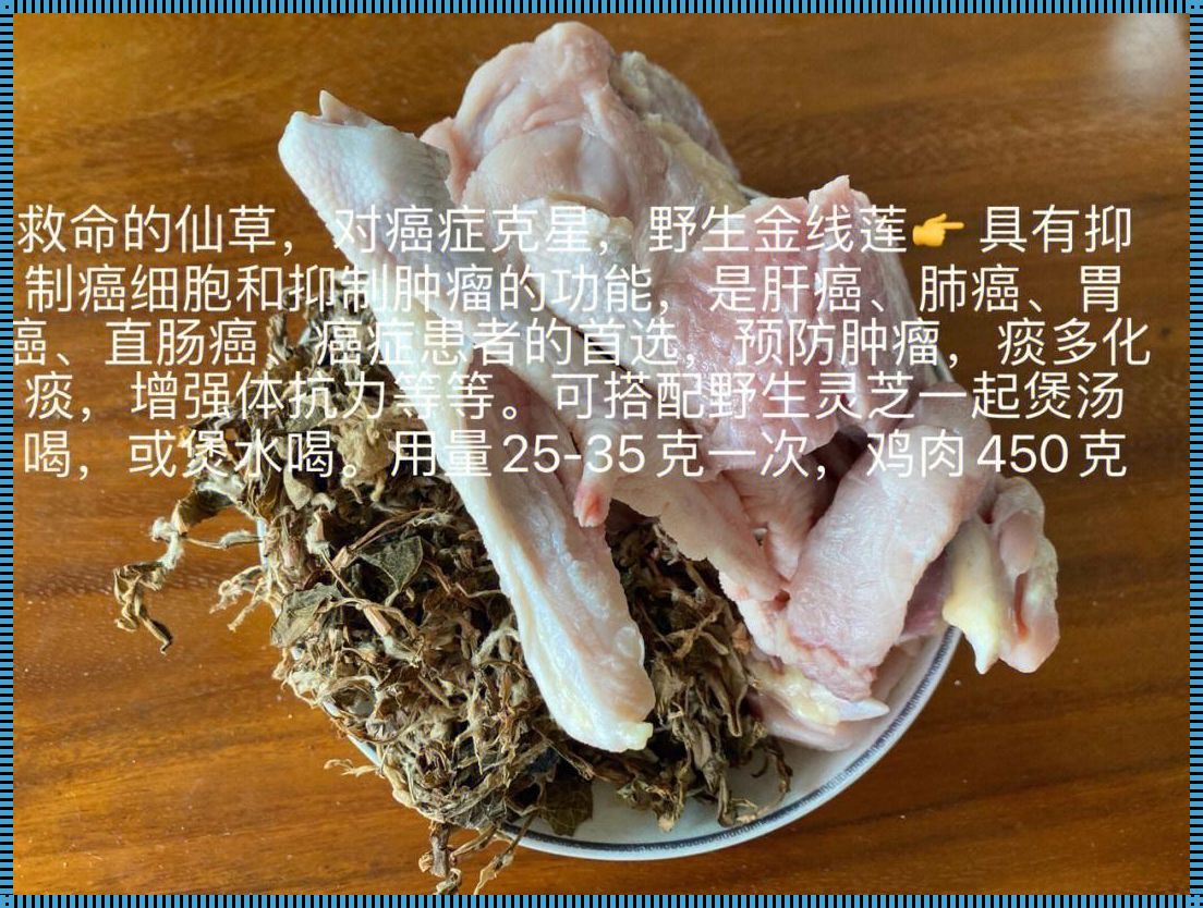 金线莲可以加速肿瘤生长吗？探索其中的真相