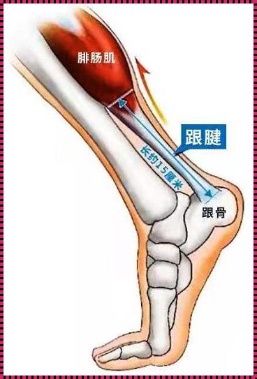 普通人的跟腱一般多少长：探秘人体之迹