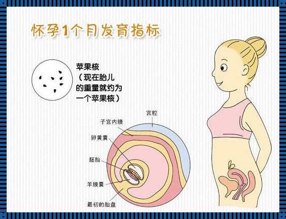 孕育新生命的迹象：怀孕初期的表现与症状