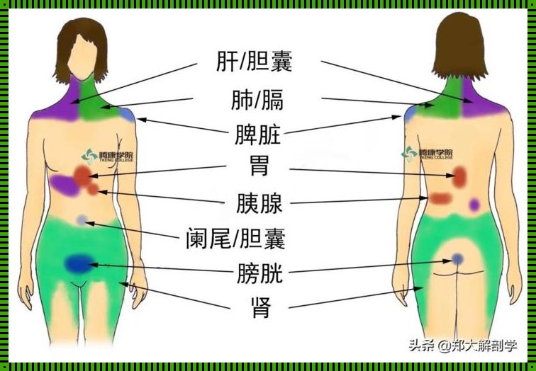 为啥胃疼后背也一起疼：身体的语言与内在的对话