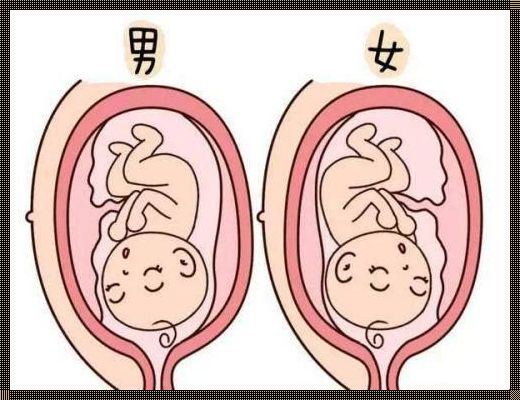 怀孕位置高是男孩还是女孩：探寻性别与生理的奥秘