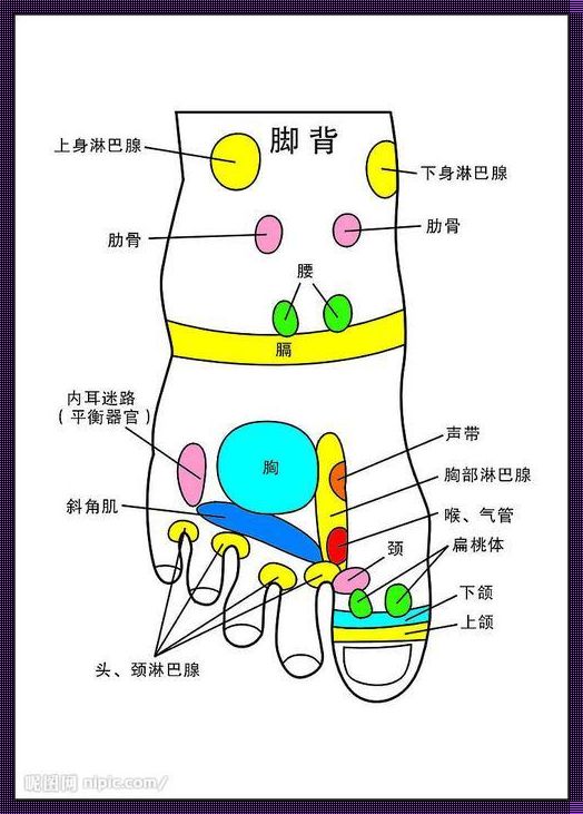 足背探寻：人体结构的奥秘与诗意