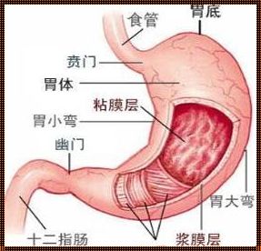 消化不良引发的胃痉挛：一场身体与心灵的对话