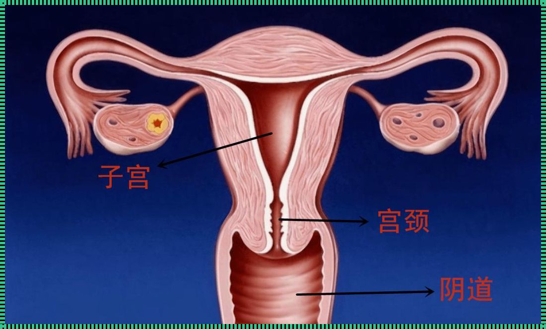 生命之花：子宫与卵巢的抉择与生命的意义