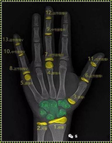 儿童测骨龄挂哪个科：探索成长的秘密与科学的关怀