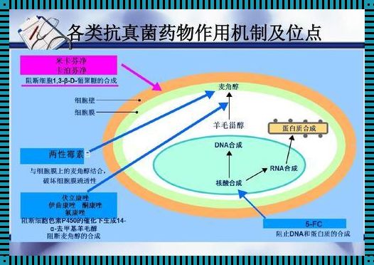 抗菌增效剂：健康守护的隐形盾牌