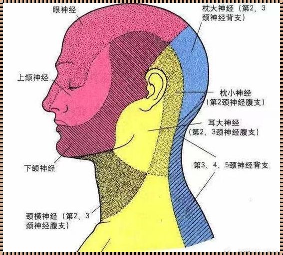 枕神经痛的恢复期：一个健康的等待与希望之旅