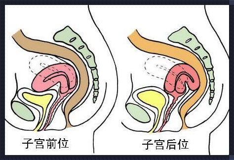 孕25周子宫位置与生命的奇迹