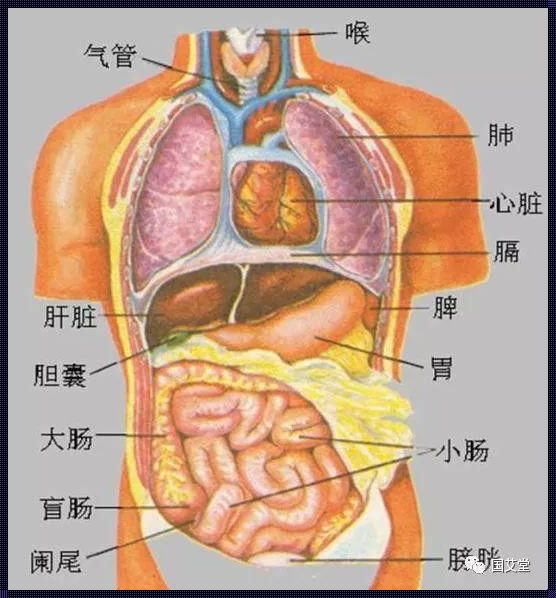 探索生命之窗：人体胃部位置图的奥秘