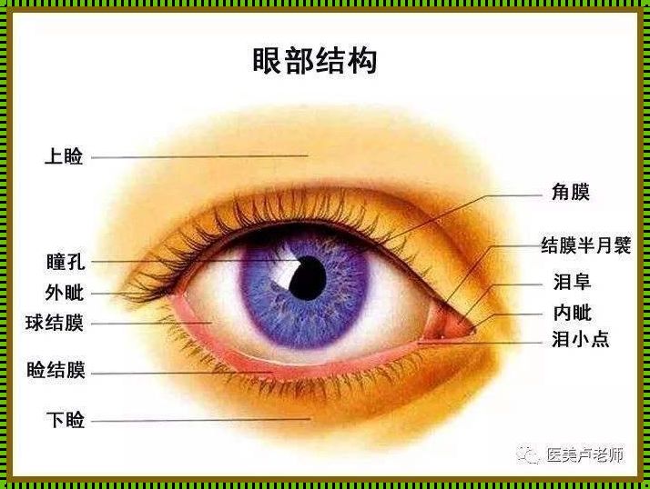 眼睛：视觉世界的窗口