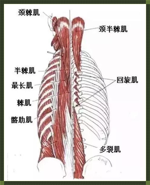 探索健康奥秘：揭秘多裂肌的位置图