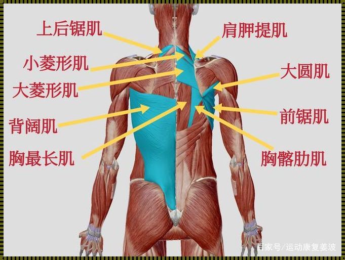 肩胛骨之痛：图解与自我诊断指南