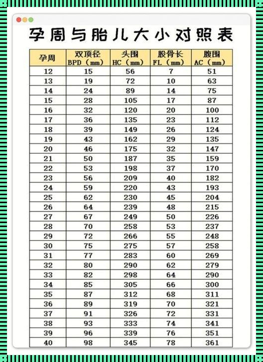 【探秘】宫高与腹围的奥秘：解锁胎儿成长的秘密