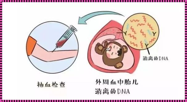 基因之舞：探索无创DNA检测的怀孕之路上