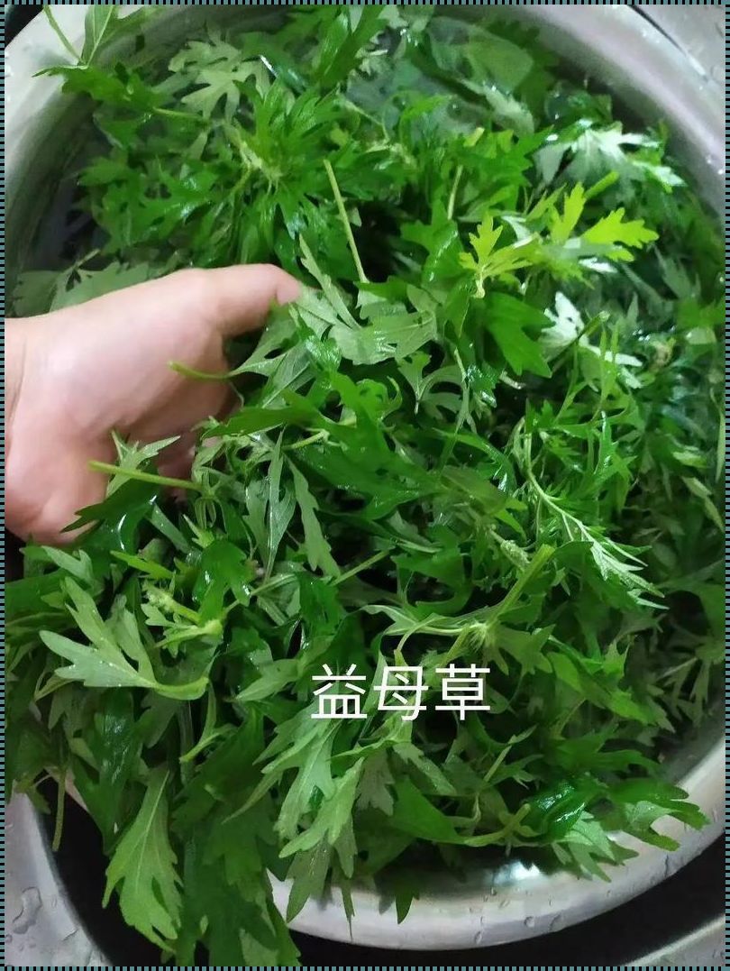 吃益母草排肌瘤？揭秘怀孕中的神奇说法！