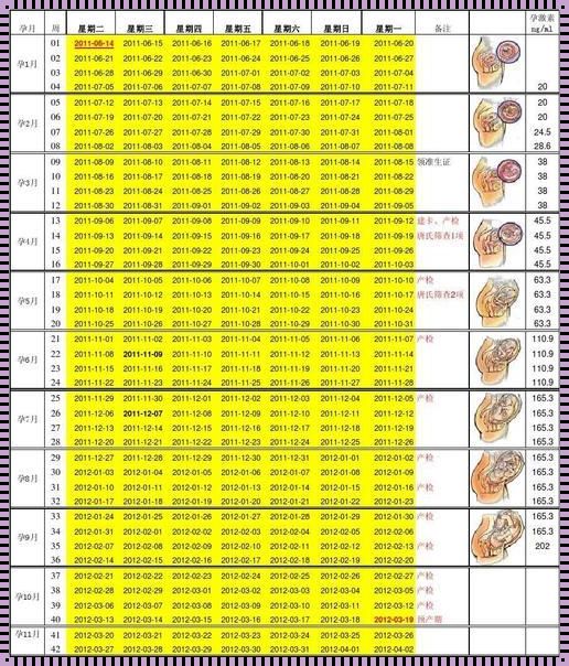 《揭秘孕期神奇数字：40周胎儿成长的黄金标准》