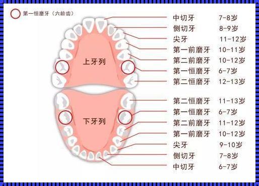 换牙背后：揭秘后半口腔的“新生”奥秘