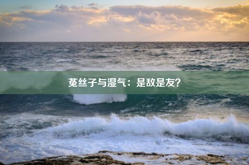 菟丝子与湿气：是敌是友？