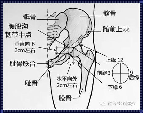 股骨头负重区解析：探索人体工程学的奥秘