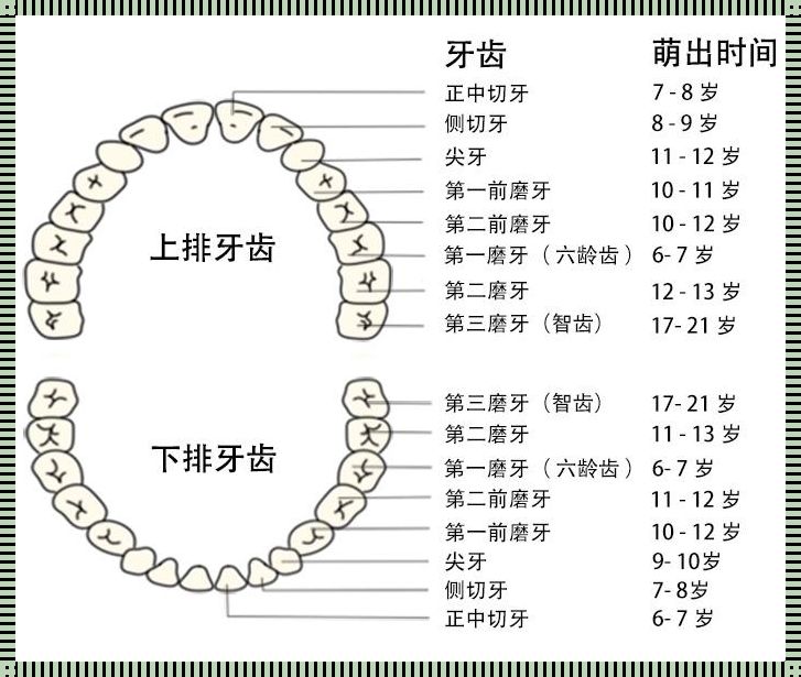 儿童换牙大揭秘：20颗牙齿的“换岗”奇遇