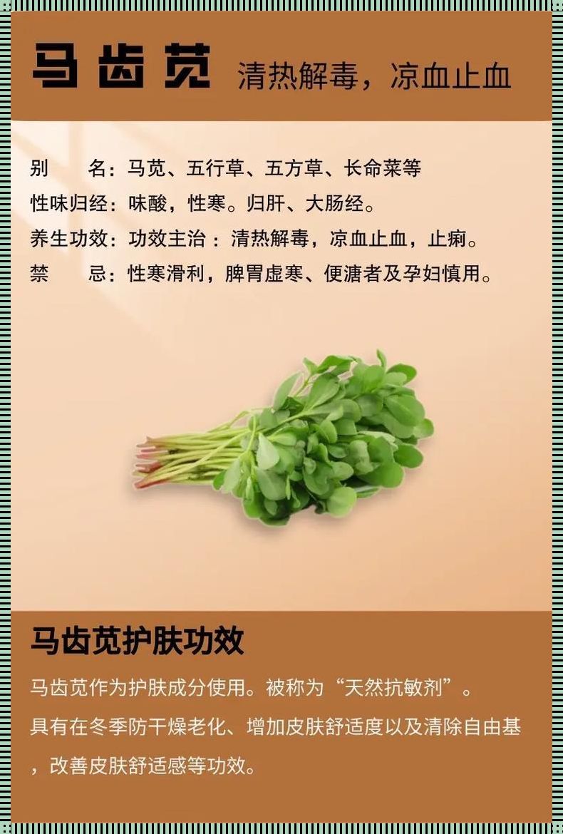 马齿菜十大禁忌：孕妇篇