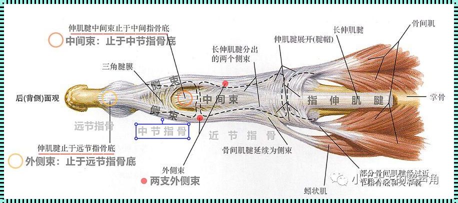 手指韧带位置示意图：探索人体的奇妙