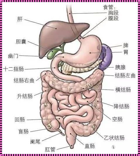 肚子里的“秘密基地”：探险腹部解剖结构示意图