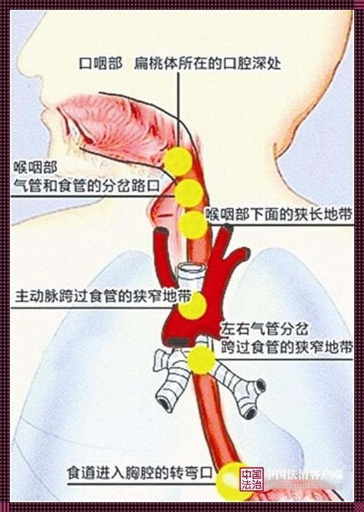 食道有异物感但是进食正常：调皮揭秘