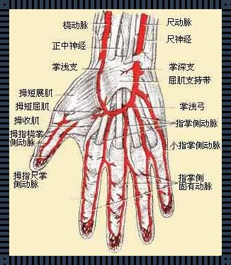 【左手的秘密花园：探秘动脉之谜】