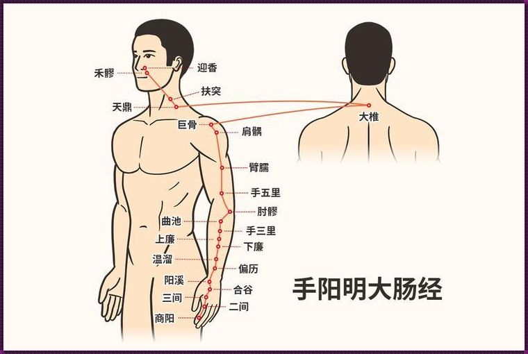 手阳经大肠条经络图，辣眼睛的“肠”胜之道！