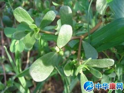 “树花菜”：禁忌与副作用，自嘲中的幽默与深思