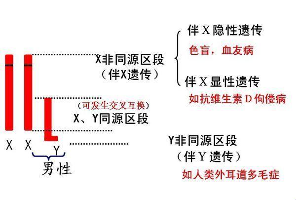 “Y染色体：男子气概的神秘调控者”