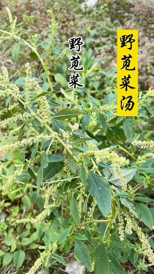 “野苋菜”神功大揭秘：笑谈十大“奇效”