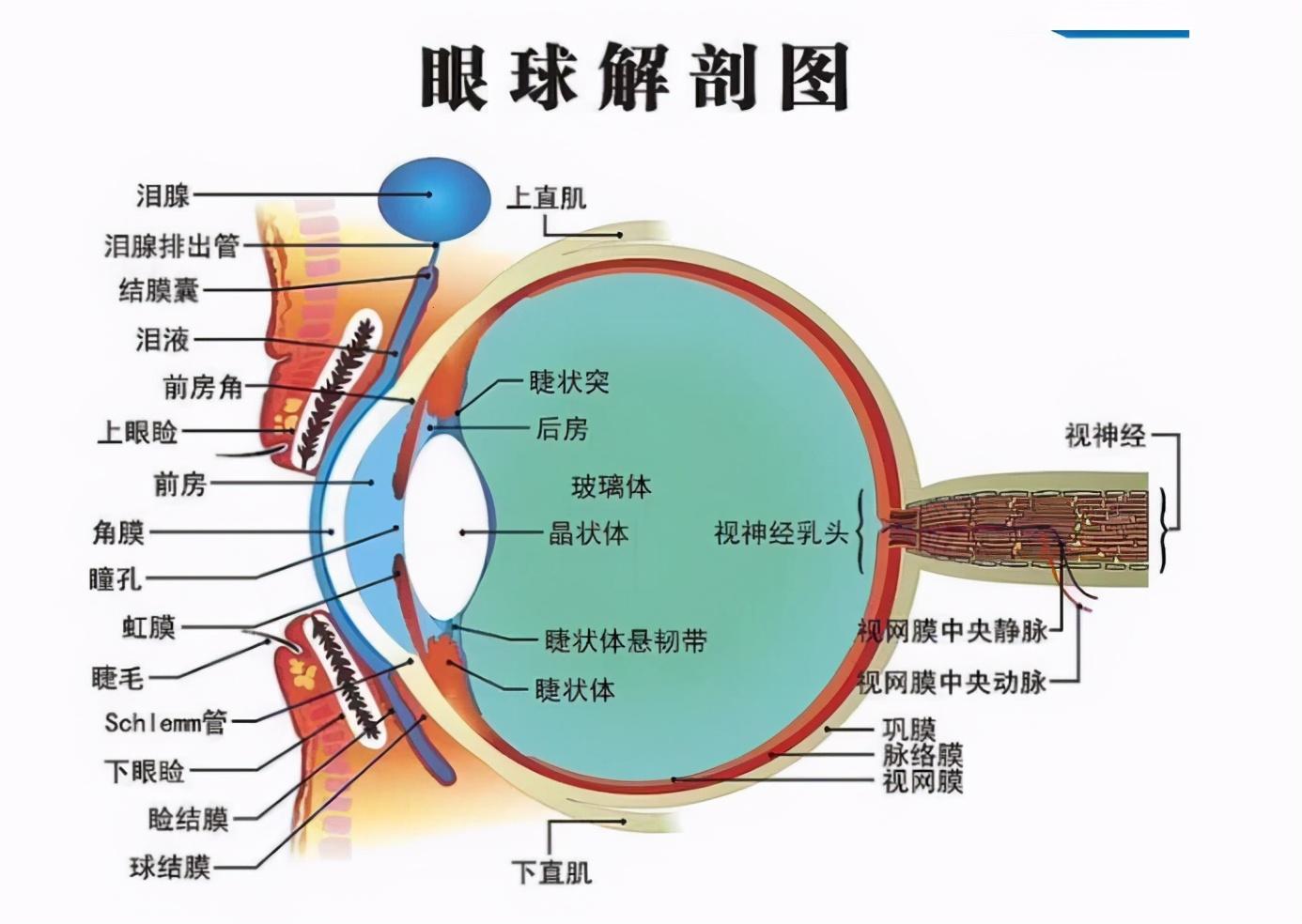 玻璃体里的江湖：一窥繁杂世界的缩影