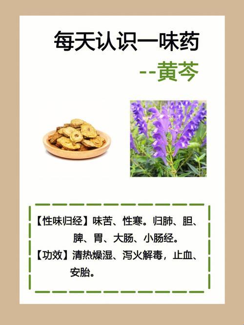 黄芩，那治啥病最拿手？