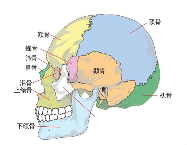 头盖骨，哦不，是头顶骨的诡异大揭秘！