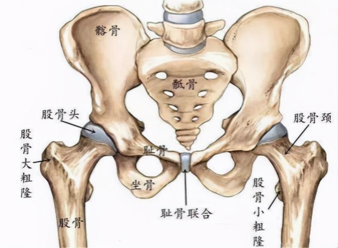 《右股骨大粗隆旁，探寻幽默的夸张之旅》