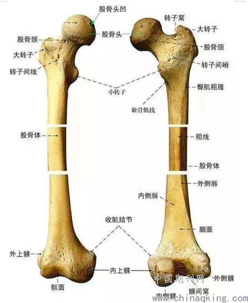 《右股骨大粗隆旁，探寻幽默的夸张之旅》