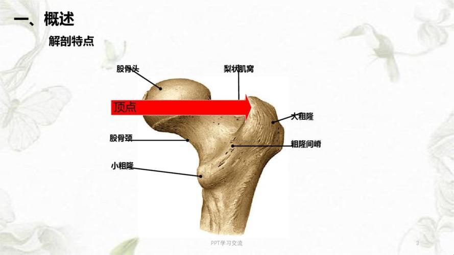 《右股骨大粗隆旁，探寻幽默的夸张之旅》