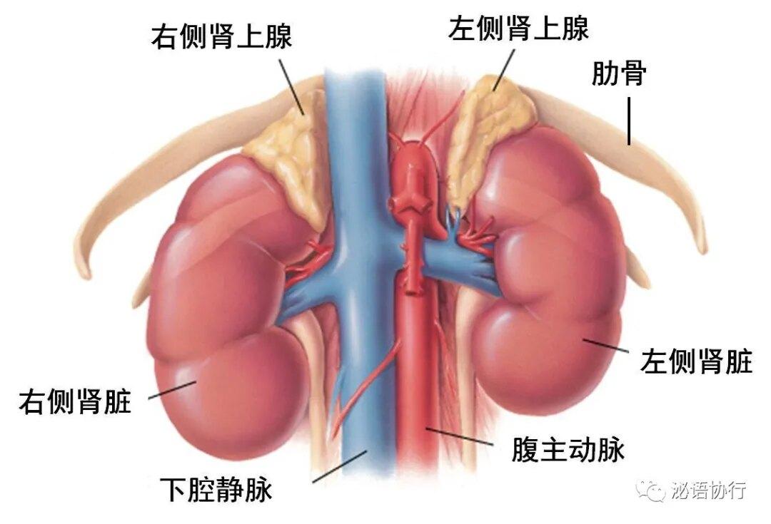 肾上腺素狂想曲：鬼马奇谋笑谈间