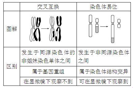 “逸染色体的遗传戏法：自嘲中的奥秘探幽”