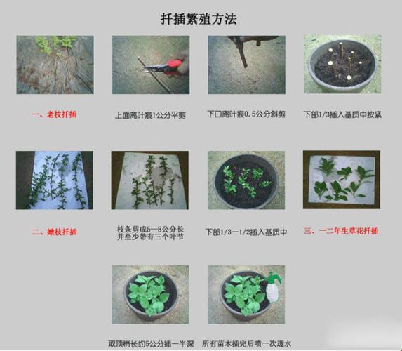 凉粉草插播艺术：诡谲生姿的园艺魔法