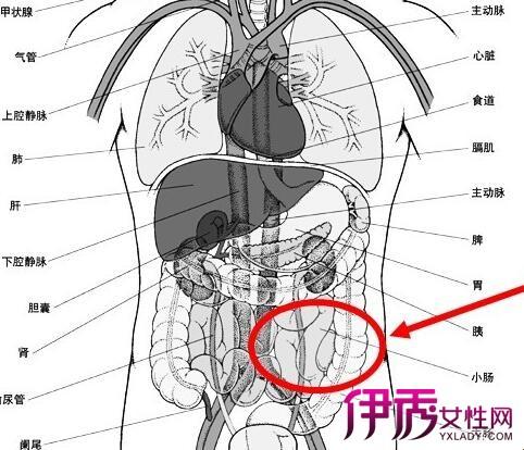 “左下腹痛，屁事连连，硬汉也难挡”