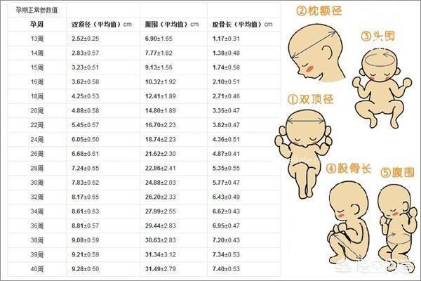 胎限表图，自嘲一番笑谈